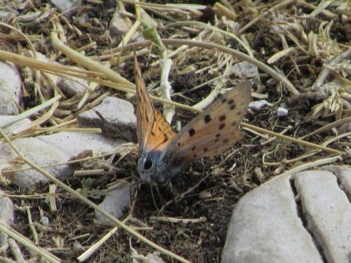 Réf. 212 114 : Lycaena alciphron